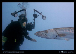 Great Barracuda getting his portrait taken by a diver. Ca... by Margo Cavis 